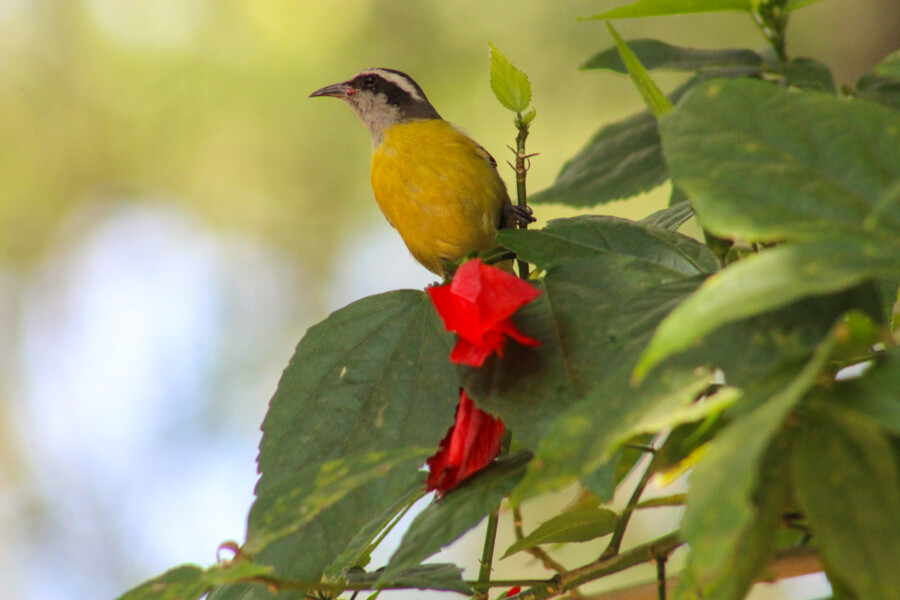 Prefeitura de Carapicuíba realiza nova edição do #VemPassarinhar no Parque dos Paturis prefeitura-de-carapicuiba-realiza-nova-edicao-do-vempassarinhar-no-parque-dos-paturis
