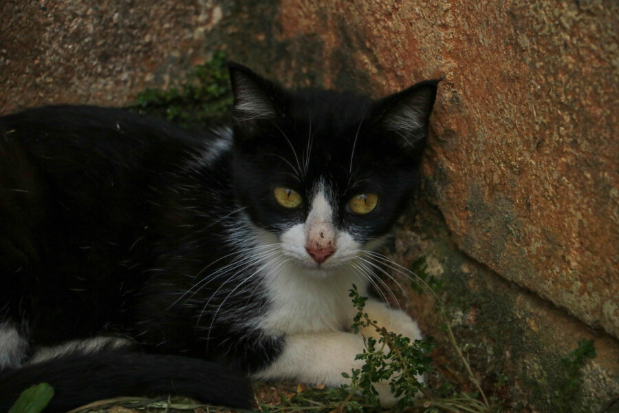 Biju 