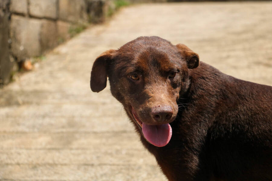 Choquito 